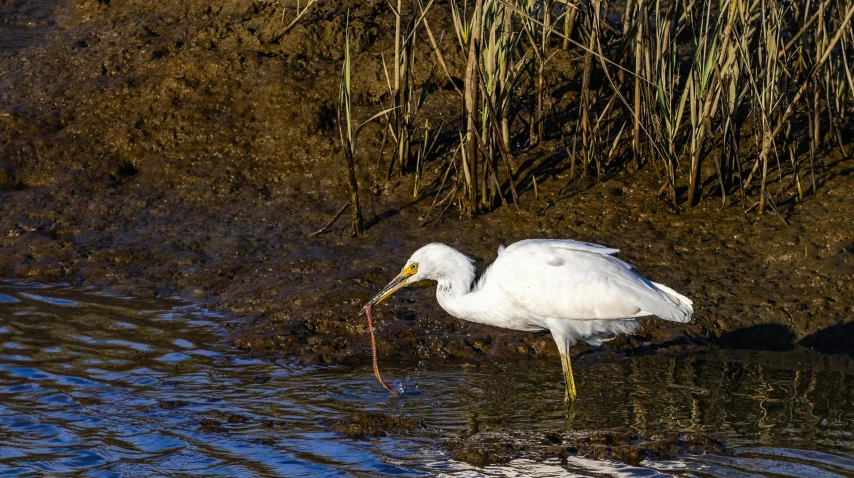 a large white bird holding a long stick in its beak