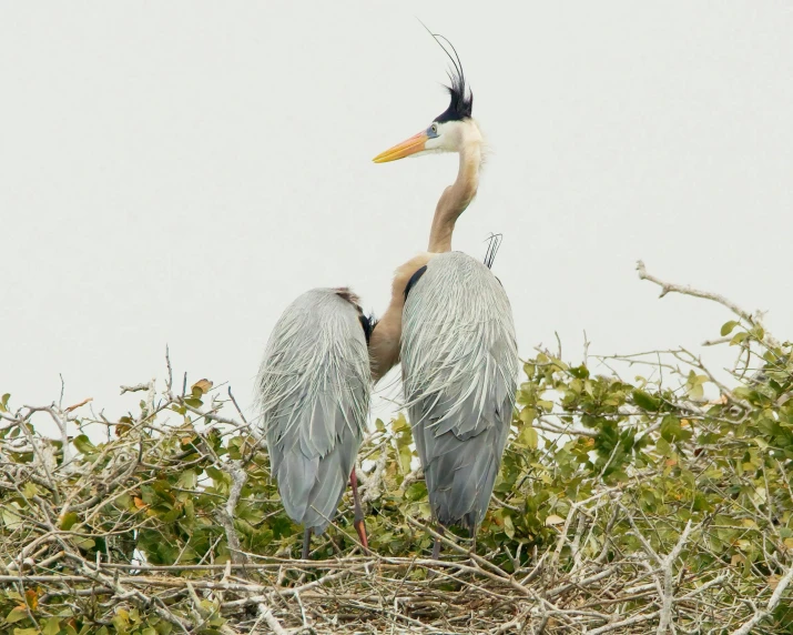 two birds in a nest, with one bird on its back