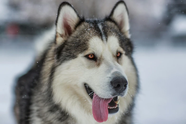 a very big husky dog with his mouth open