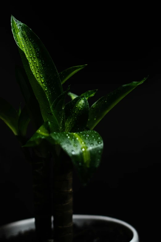a plant that is sitting in a pot with water droplets