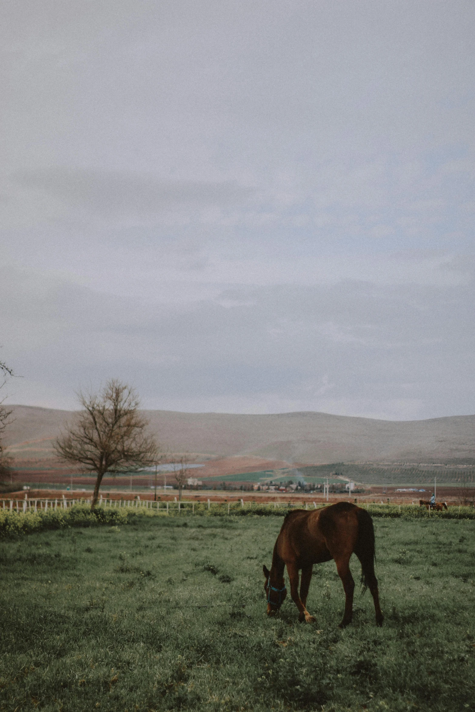 an animal grazing in the grass of an open field