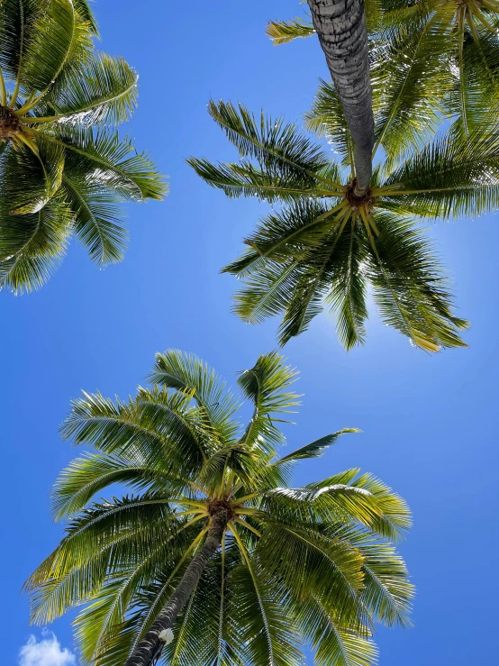 a view looking up at palm trees in the air