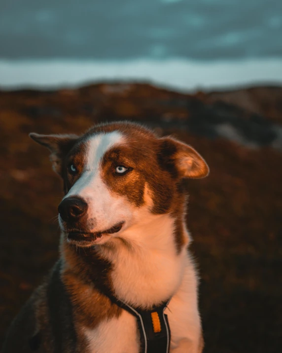 brown and white dog looking forward while sitting on grass