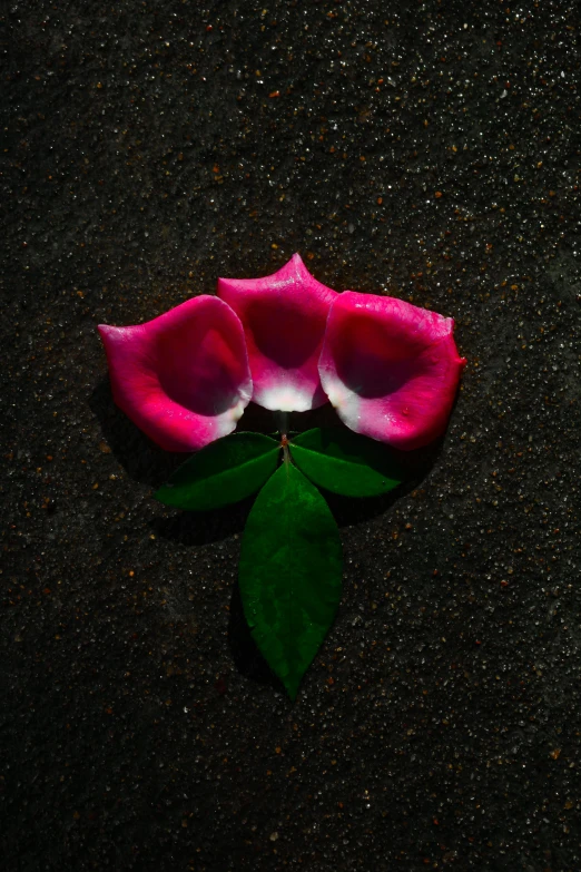 a flower with water drops on it laying on a black surface