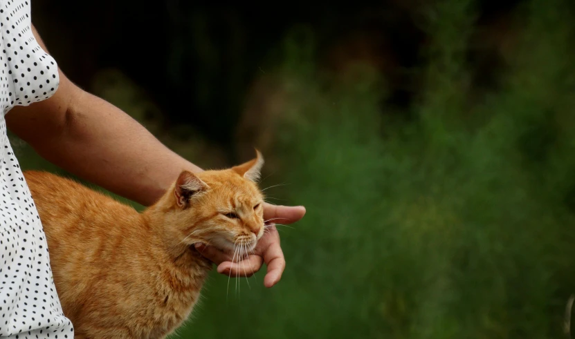 someone feeding a cat on a green background