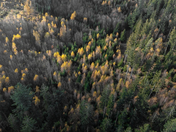 an overhead view of autumn trees and a cloudy sky