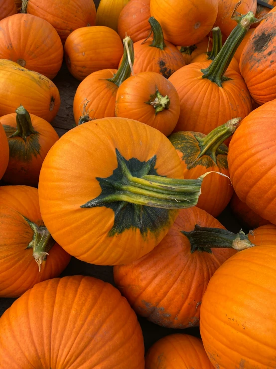 small pumpkins with green stems laying side by side on the ground