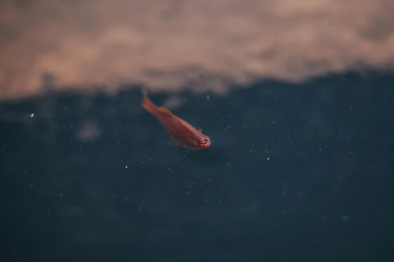 an image of a fish in the water