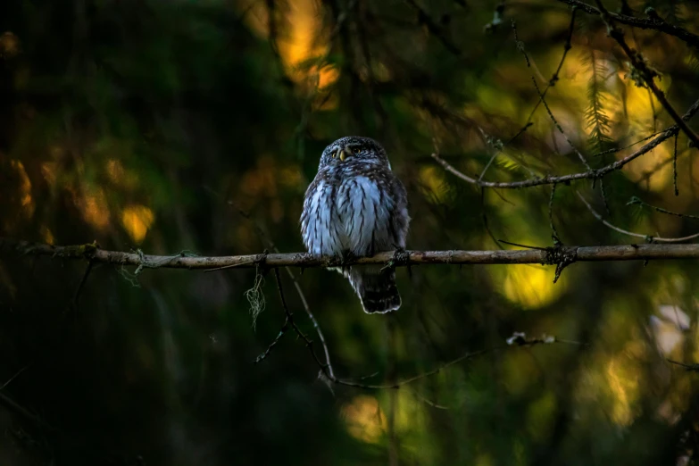 a small owl sitting on a bare nch