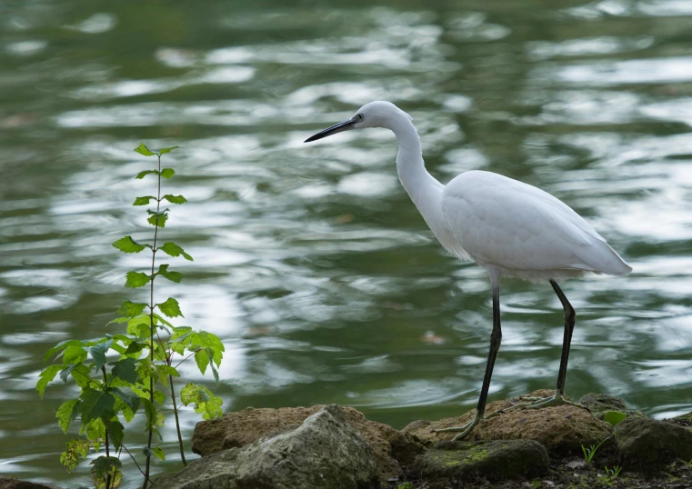 a large white bird is standing on some rocks