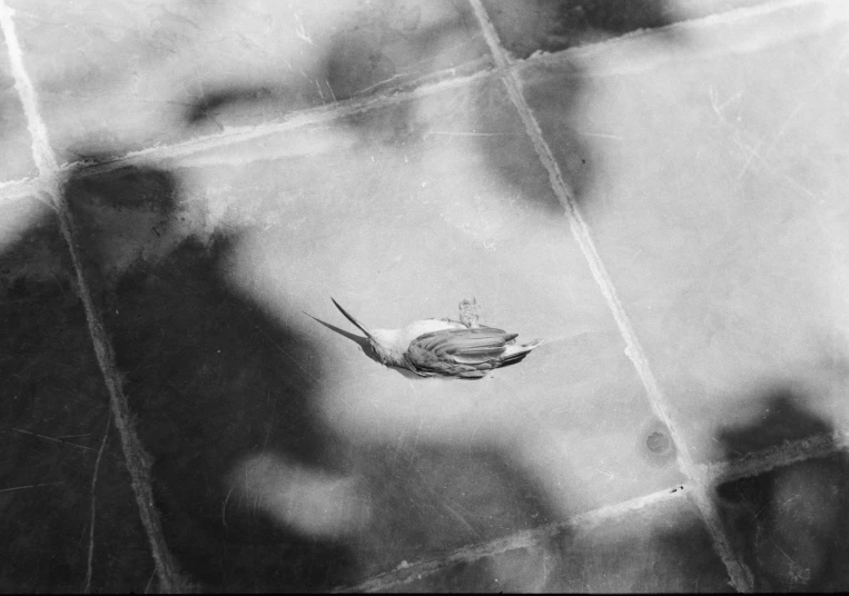 a bird is perched on a piece of glass