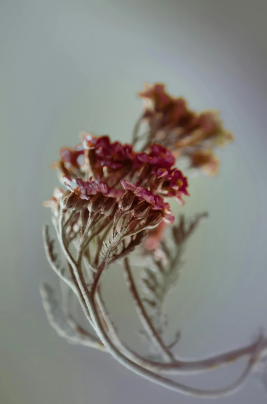 a picture of flowers on a table with white background