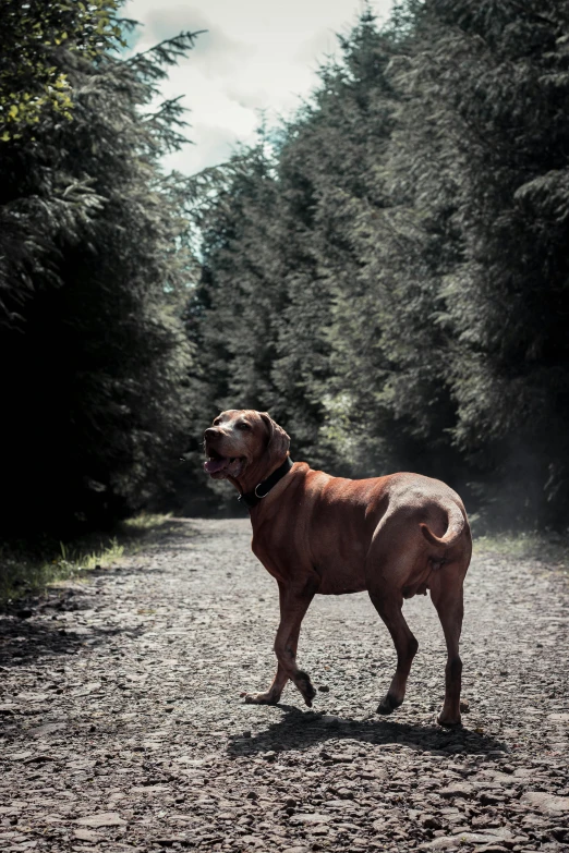 the dog is standing alone in the middle of a road