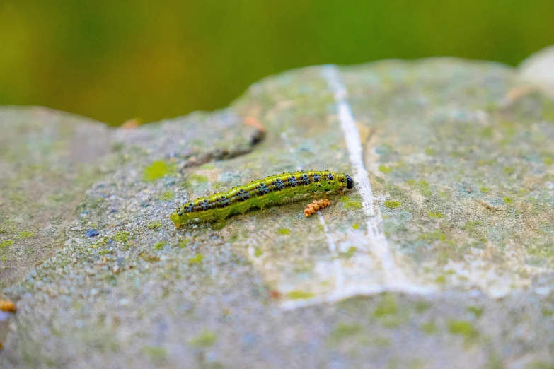 a close up of a mossy plant with an insect on it