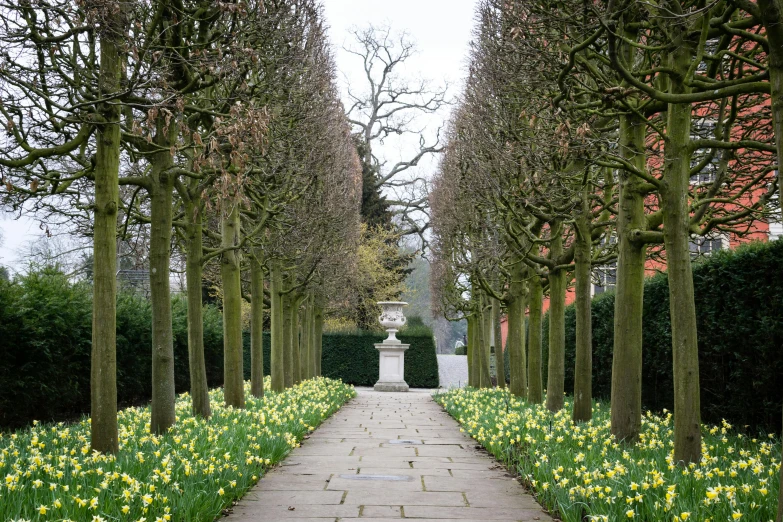 the path between the trees has many plants