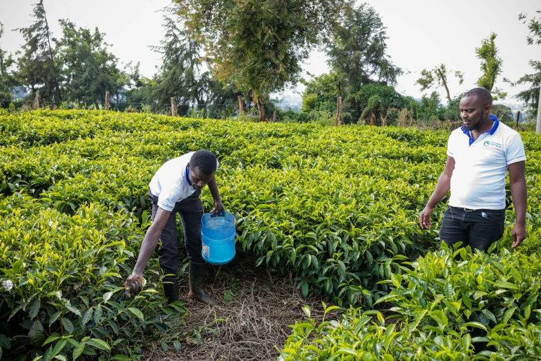 men picking tea leaves from a tea plantation