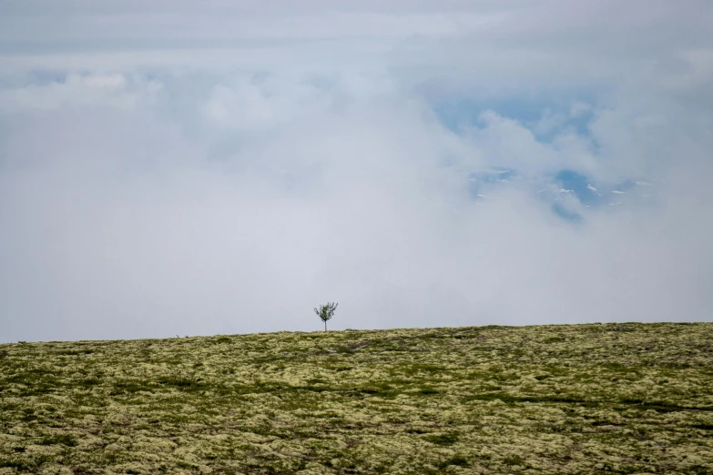 an image of a tree on the side of a hill