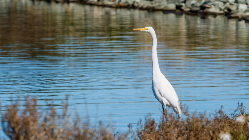 a crane stands in shallow water by the shore