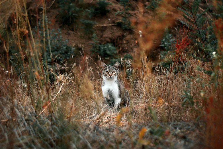 a cat sits alone in the middle of a grass field