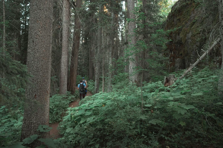 a man hiking in a forest during the day