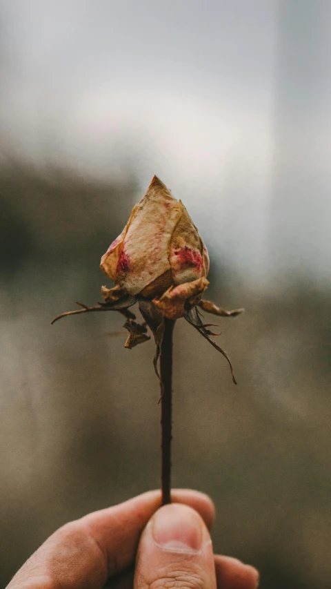 a hand holding a flower with a bug in the center