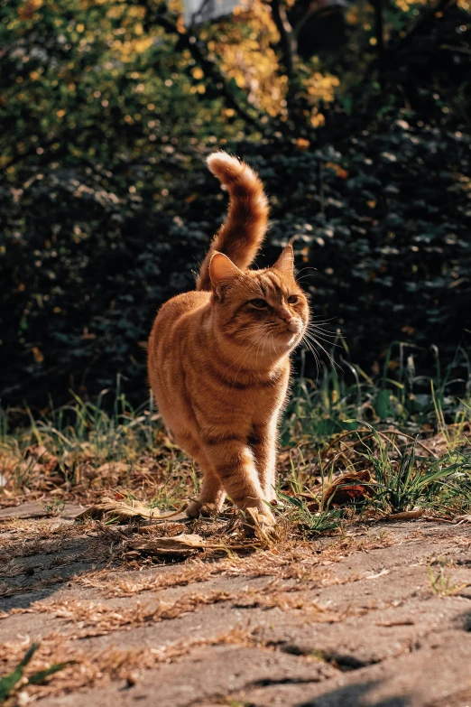 an orange cat is standing in the grass