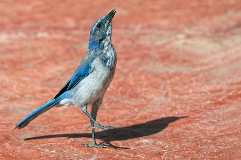 a blue and white bird standing on red clay looking at soing