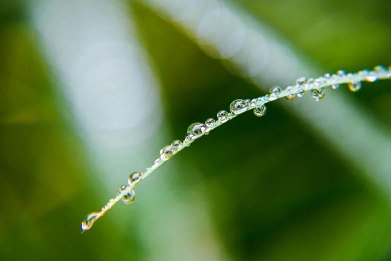 water droplets on the long leaf of grass