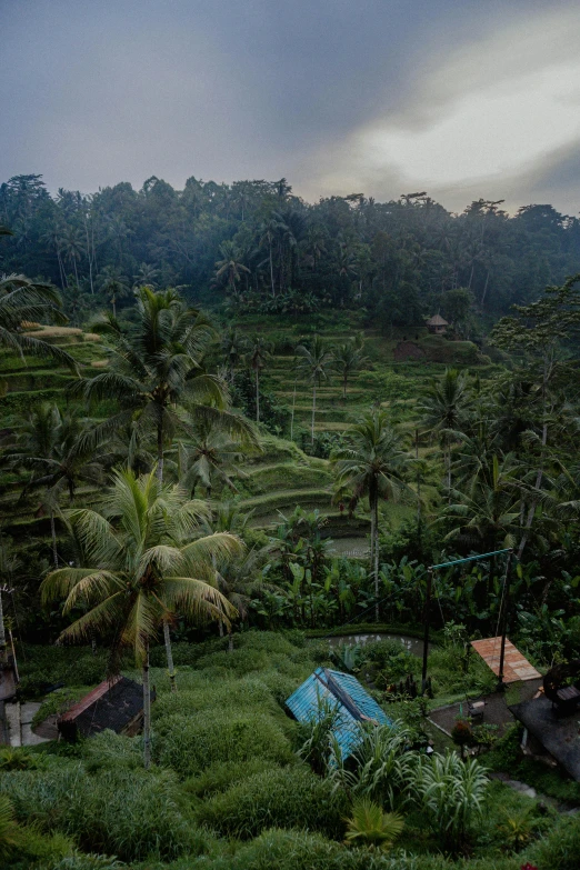 a cloudy day in a green tropical jungle with a tent