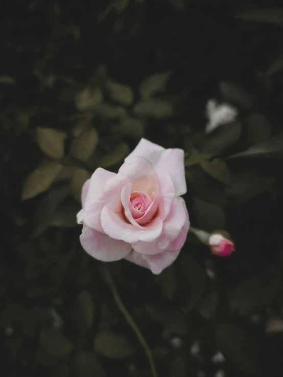 a pink rose on a bush with lots of green leaves