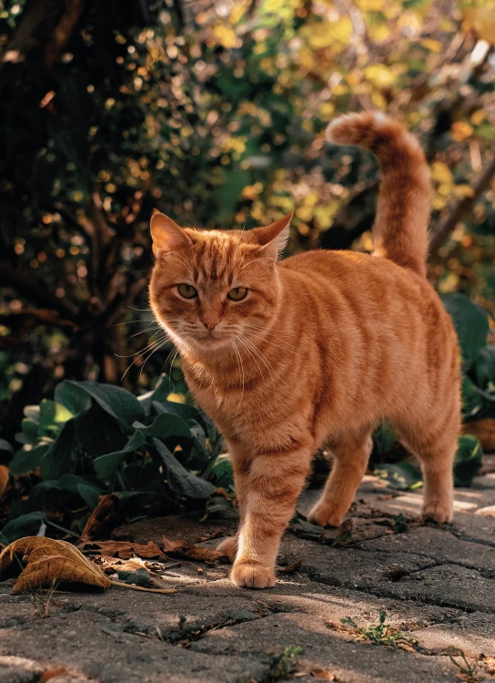 a cat walks around on the ground