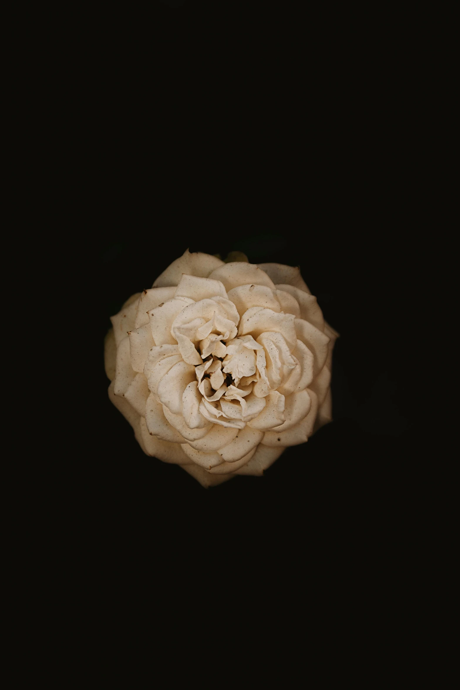 a large flower sitting on top of a black surface