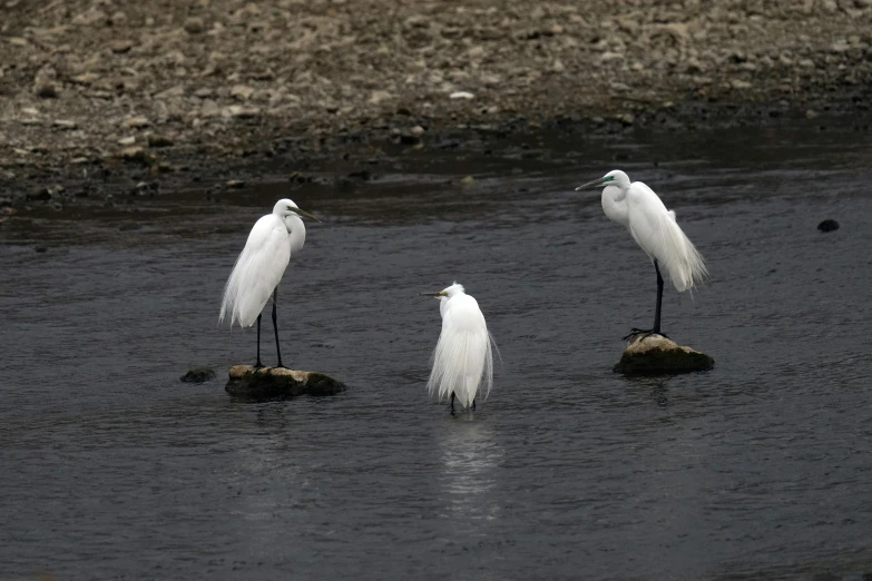 three birds standing on some small rocks in the water