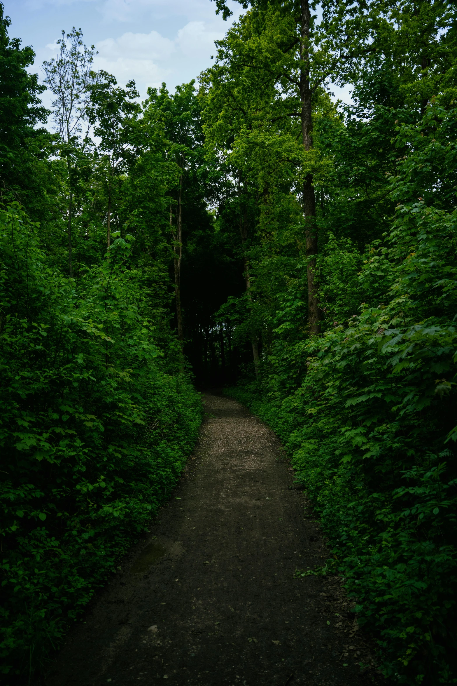 an empty path surrounded by green trees and bushes