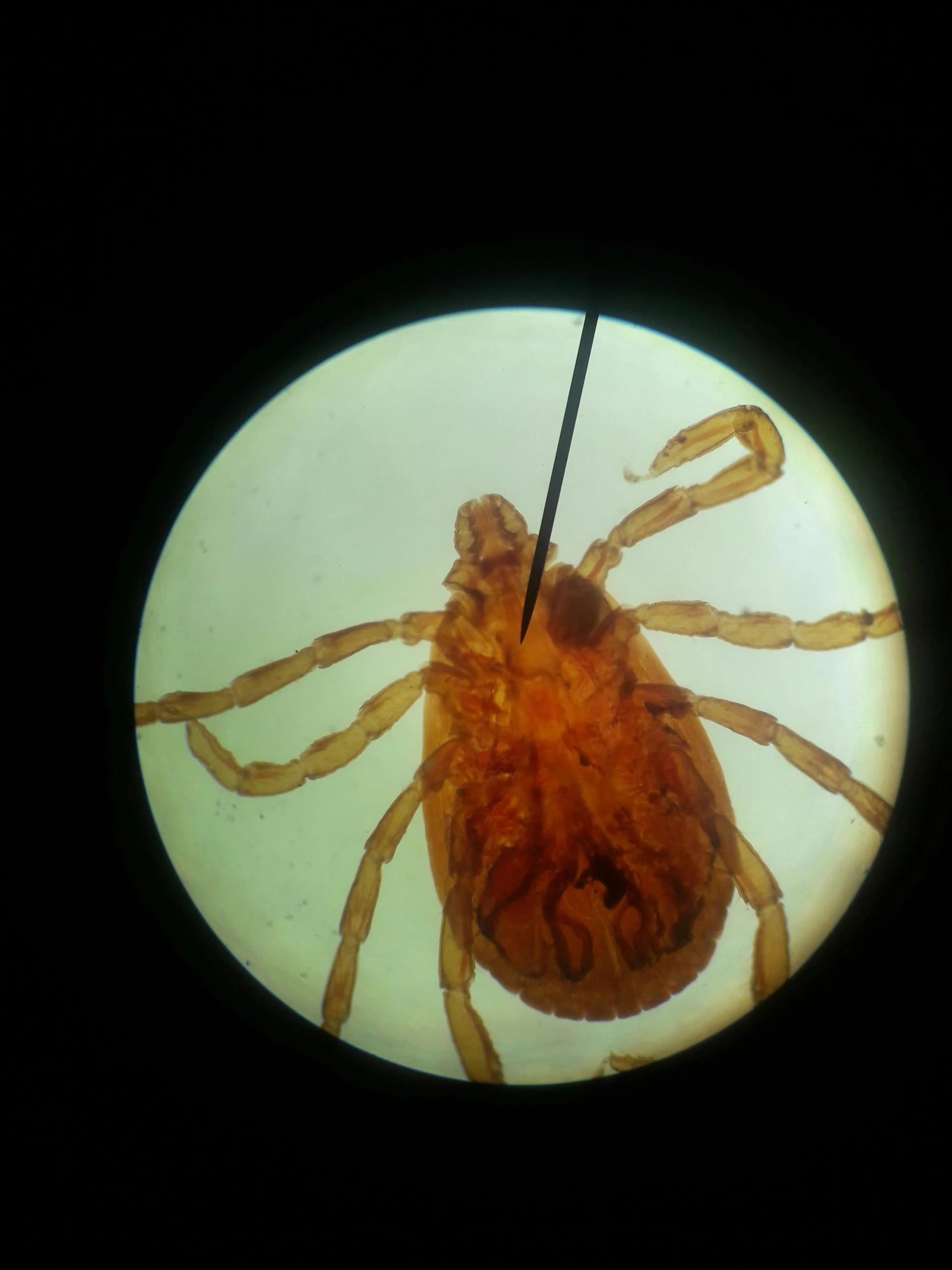 a tickel is sitting on the surface of a plate