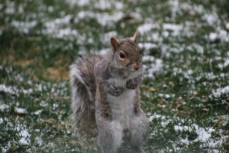 squirrel in the snow, looking at the camera