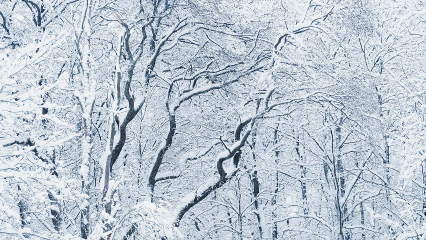 a forest full of trees covered in snow