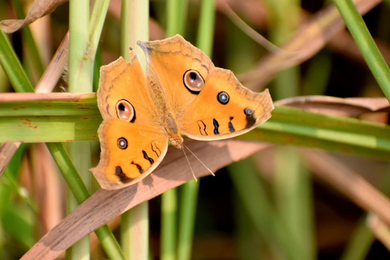 a small yellow erfly with dark eyes perched on top of some grass