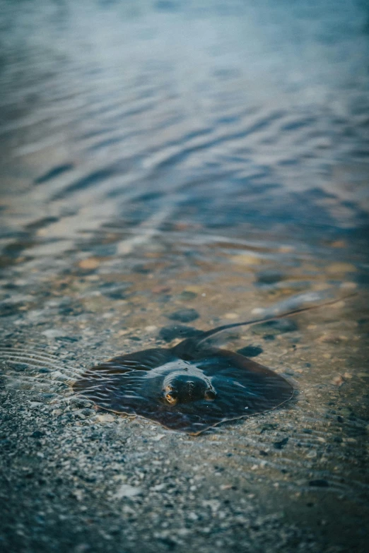 a seagull rests on a sandy beach and glides through the water