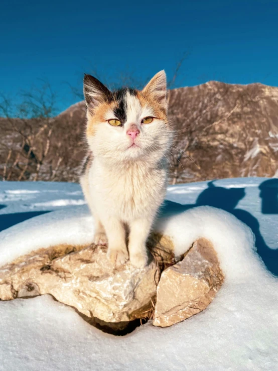 a close up of a cat standing on snow covered ground