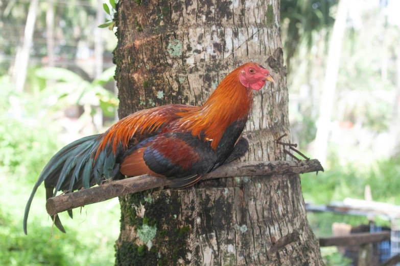 the colorful chicken is on the tree nch