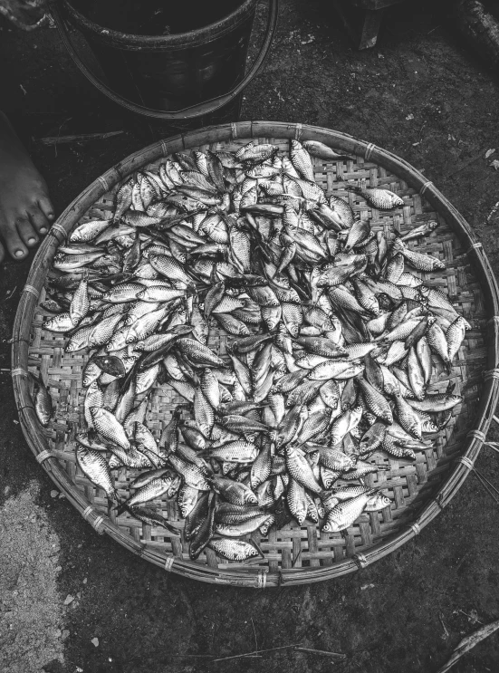 a round basket with small fish inside sitting on concrete