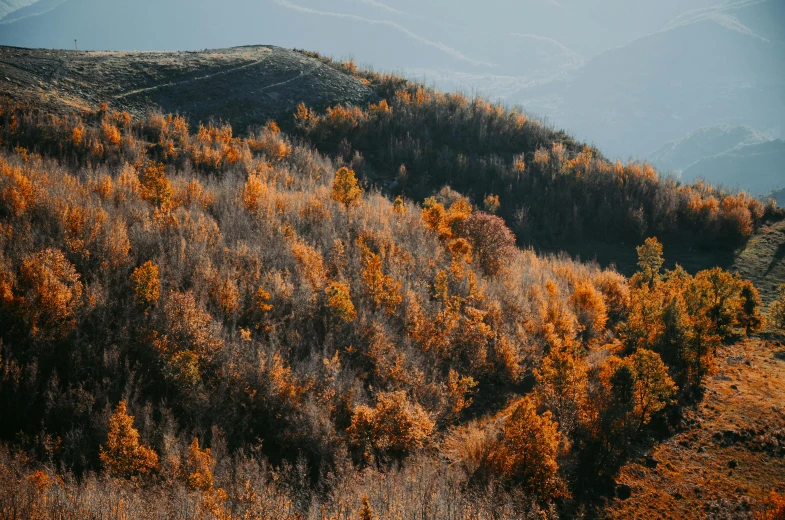 a hillside with many trees and a mountain in the background