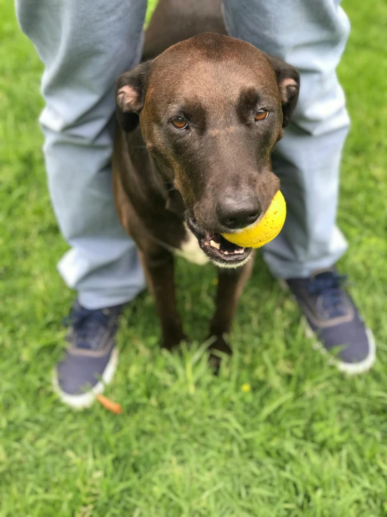 dog holding a ball in his mouth during a game