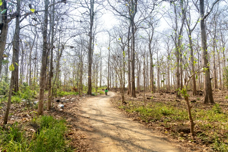 the dirt path to the tree lined woods