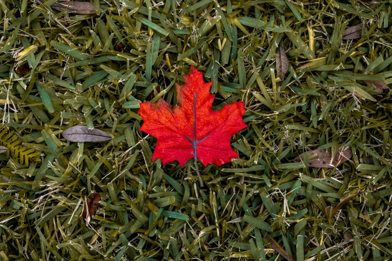 a red maple leaf lays on the ground