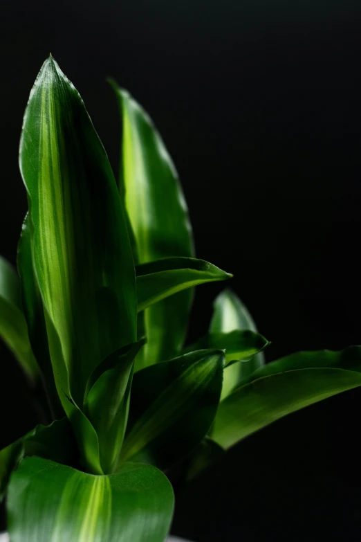 a plant with large green leaves on black background