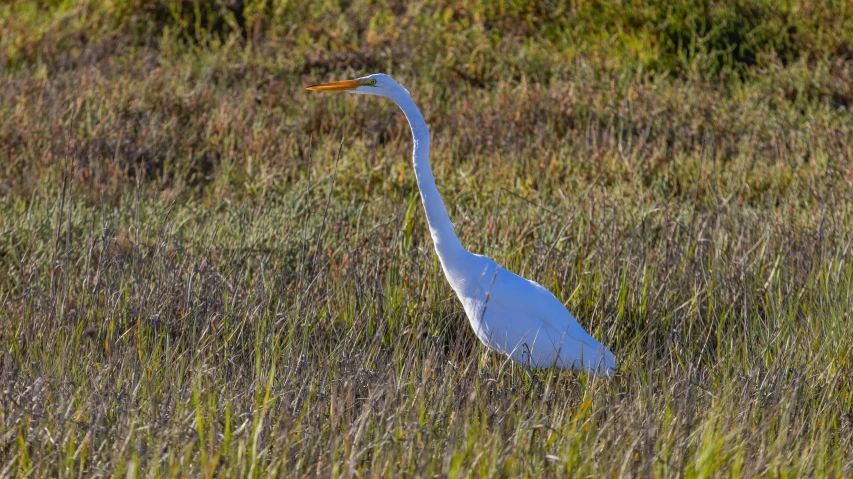 a white bird stands in tall grass near some weeds