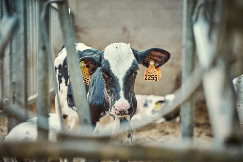 a brown and white cow is behind a fence