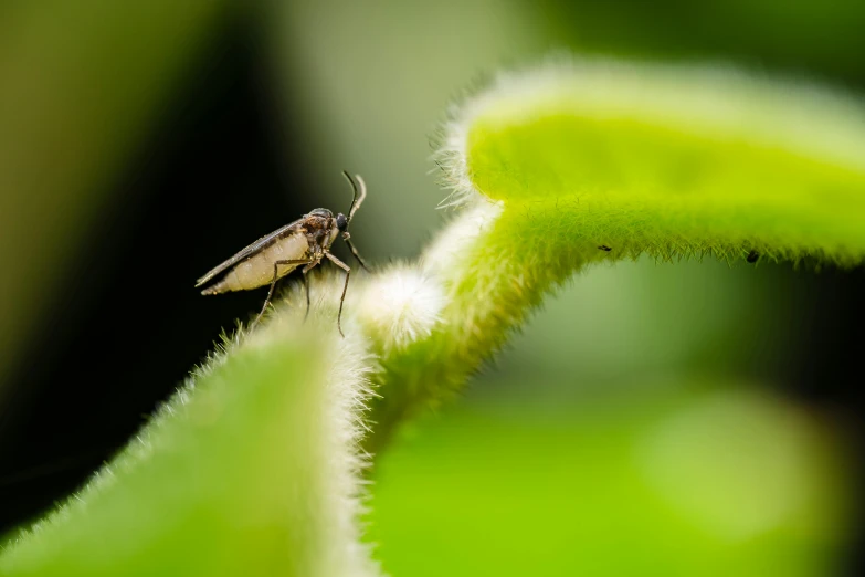 a close up image of a mosquito on a plant